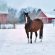 Horse Hoof Care During Wintertime