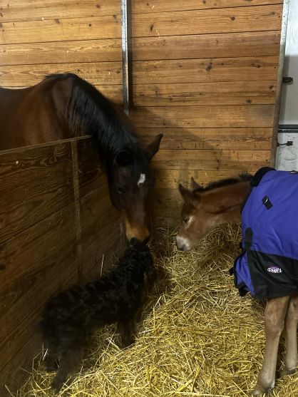 EC Foal Photo of the Day – Welcome to the World, Linus!