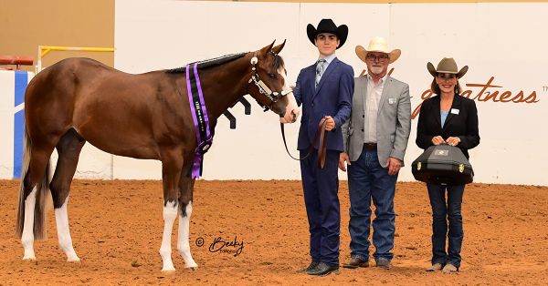 AjPHA Youth Futurity Project adds 3YO Division & More